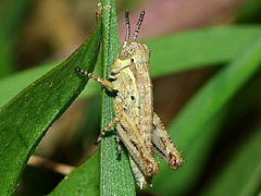 Short-horned Grasshopper (immature)